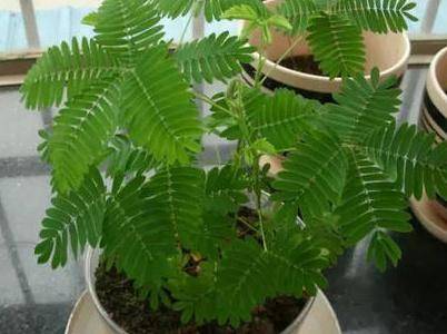 含羞草如何养（含羞草养殖方法和注意事项）