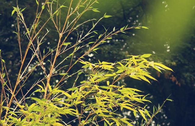 《严郑公宅同咏竹》唐 杜甫