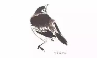 分步骤详解，写意翎毛基本画法，从结构到姿态，跟着学有大收获
