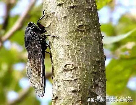 蟋蟀是益虫还是害虫（蟋蟀进屋是什么征兆）