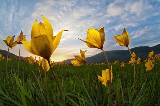 紫色郁金香花语和寓意(内附各种颜色郁金香花语)