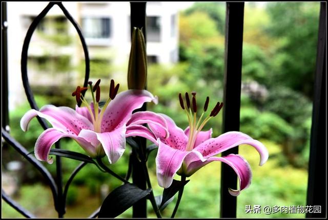 香水百合怎么养（香水百合的养殖方法和注意事项）