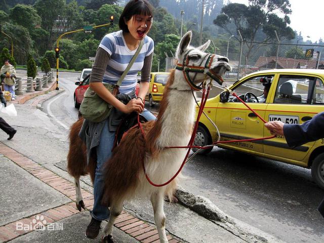 羊驼怎么叫(羊驼叫声是什么样子的)