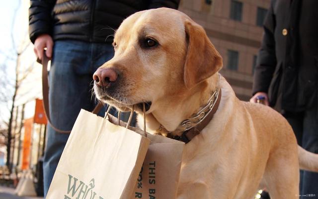 狂犬病发作会学狗叫吗（前期还有这些症状）