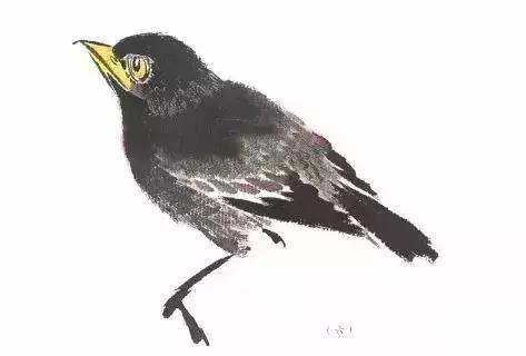 分步骤详解，写意翎毛基本画法，从结构到姿态，跟着学有大收获