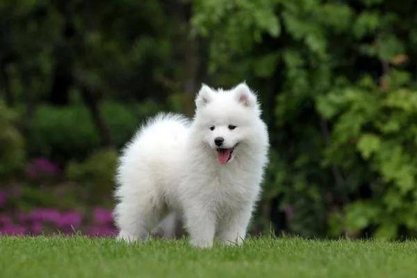 狐狸狗是什么品种（狐狸狗图片大全）