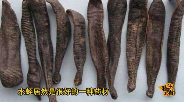 水蛭怎么吃?水蛭的功效与作用!