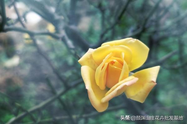 黄玫瑰代表什么意思（送老婆黄玫瑰的含义）