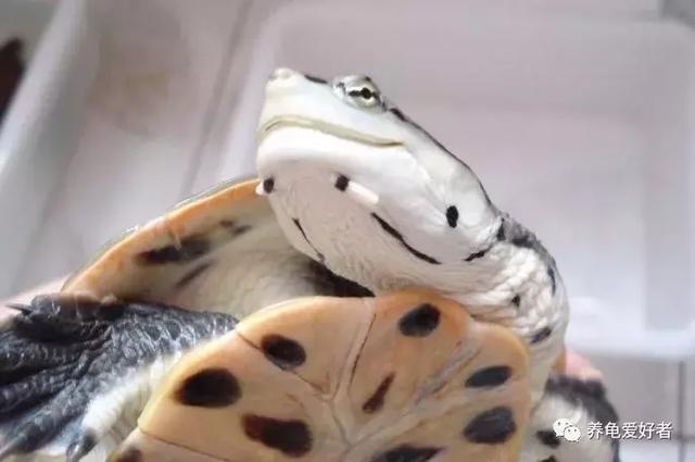 什么龟好养(十大最好养的乌龟又好看活得久)