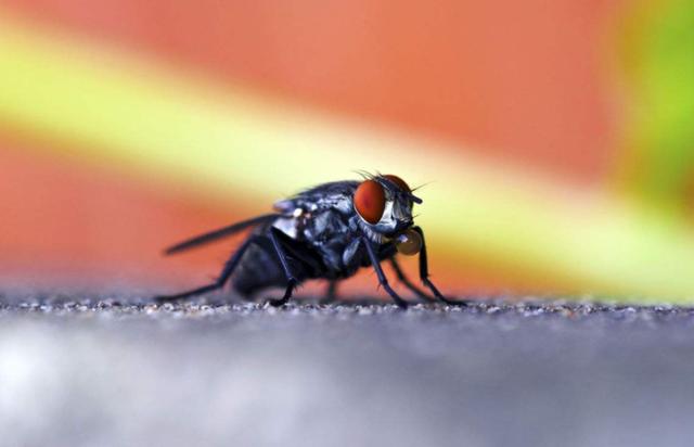 苍蝇为什么搓手（苍蝇为什么喜欢搓手搓脚）