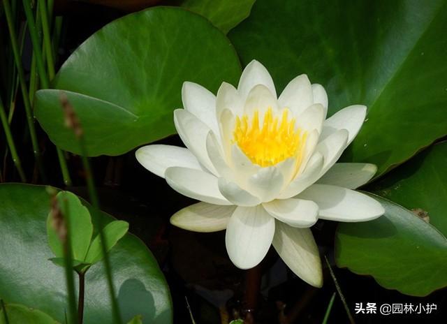 天花乱坠是什么意思（天花乱坠成语故事）