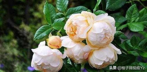 大智若愚是什么意思？大智若愚的女人很可怕！