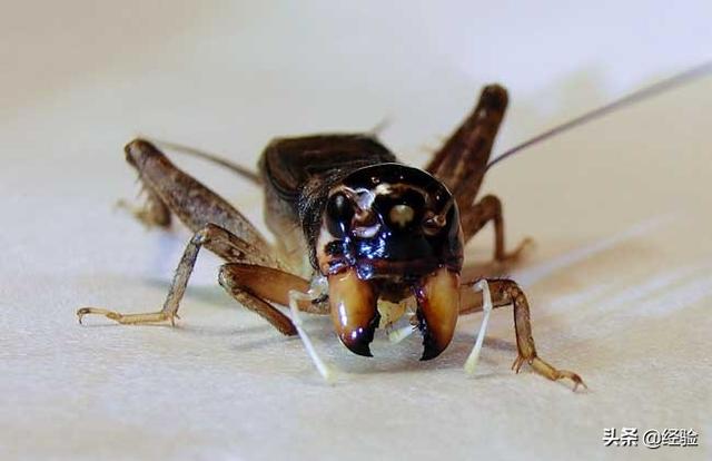 蛐蛐吃什么（家里有蛐蛐是好兆头）