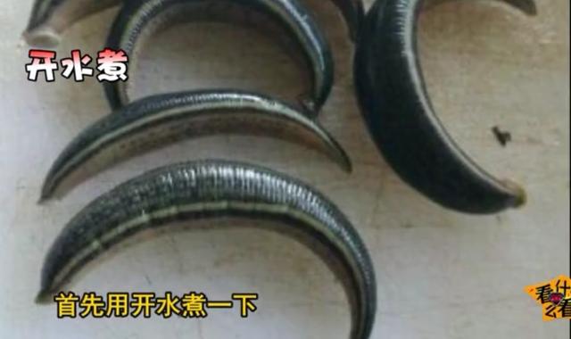 水蛭怎么吃?水蛭的功效与作用!