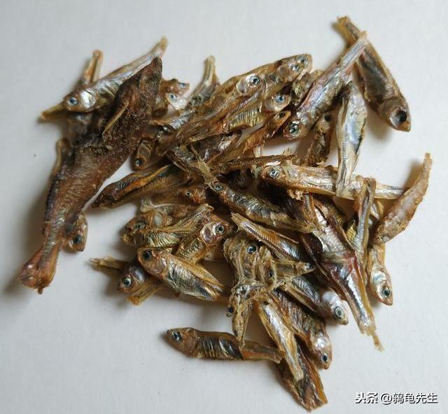 草龟怎么养更有灵性（草龟干养还是水养好）