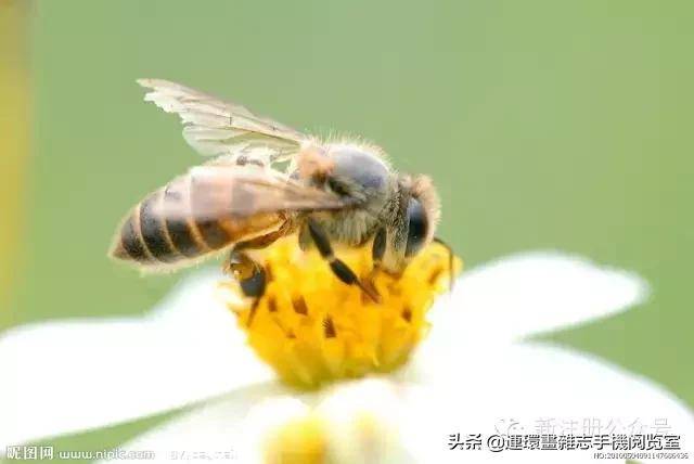 蟋蟀是益虫还是害虫（蟋蟀进屋是什么征兆）