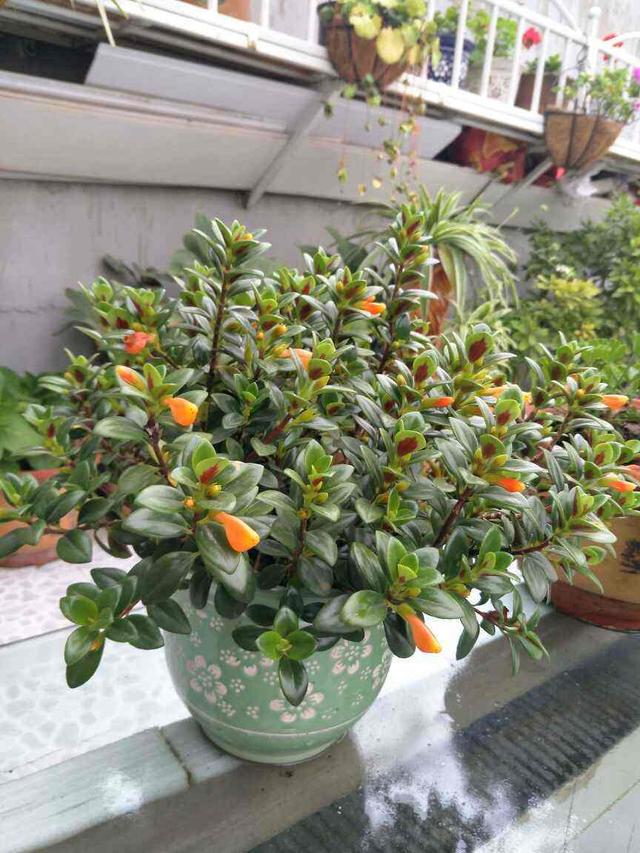 家里养盆“厚脸皮”，大气上档次，越养越上瘾