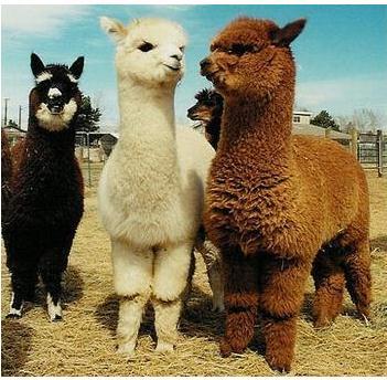 羊驼怎么叫(羊驼叫声是什么样子的)