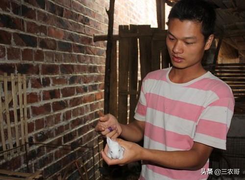 发家致富好** 农村可以做什么发家致富