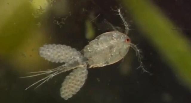 麦地那龙线虫病的症状(麦地那龙线虫图片)