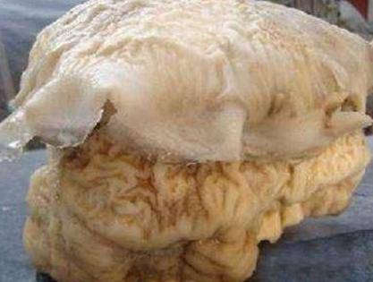 太岁是什么东西（吃活太岁的人现在怎么样了）