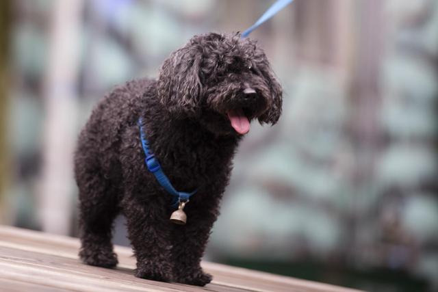 狂犬病发作会学狗叫吗（前期还有这些症状）