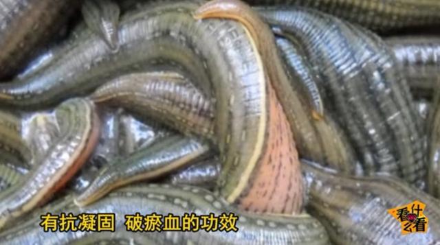 水蛭怎么吃?水蛭的功效与作用!