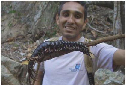 世界上最大的蜈蚣（蜈蚣最大可以长到多大）