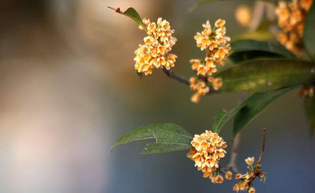丹桂飘香是什么季节（丹桂和金桂哪个好）