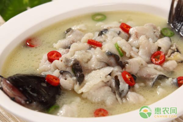 长江鮰鱼多少钱一斤(长江鮰鱼怎么做好吃)