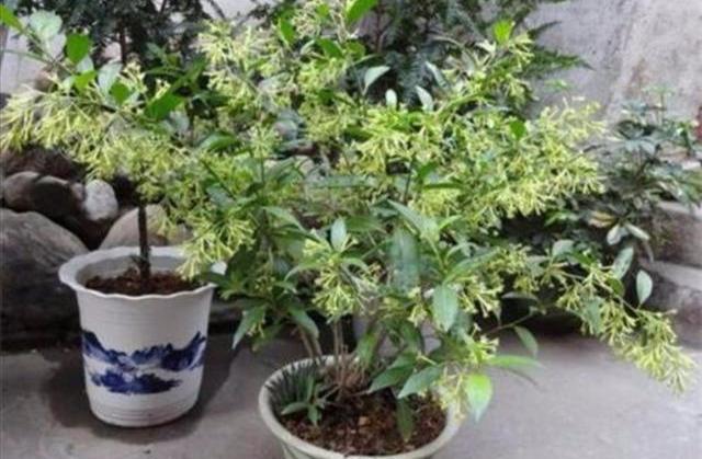 夜来香的养殖方法和注意事项 这样养才会开！