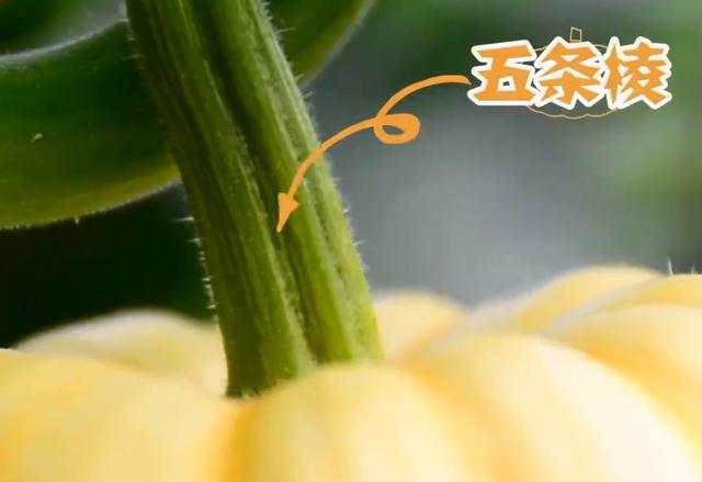 东南西瓜都有，为什么没有北瓜？看完之后，网友：原来我吃过