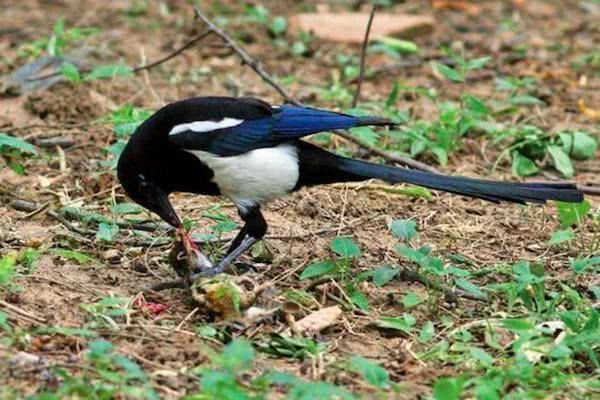 喜鹊吃什么食物（喜鹊吃生大米吗）