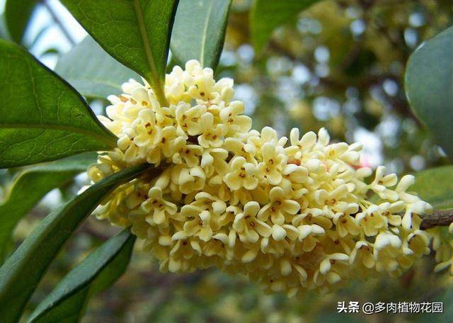 桂花树为什么不开花（桂花树长叶不开花是什么原因）