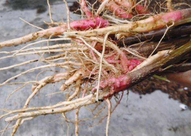 野菜有哪些常见品种(农村100种野菜图片)