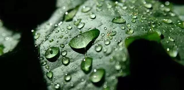 鲜花保鲜剂怎么用（鲜花保鲜剂一次放多少）