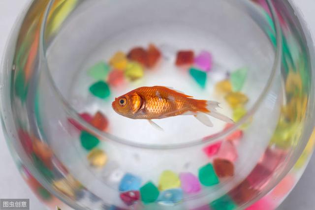 自来水养鱼怎么才不死？自来水养鱼怎么处理水