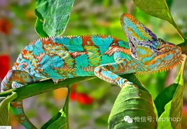 020变色龙多少钱一只？国王变色龙价格表！