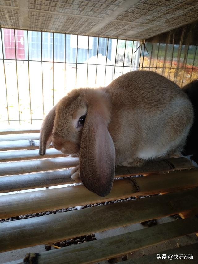 养兔赚钱吗（50只母兔一年的利润）
