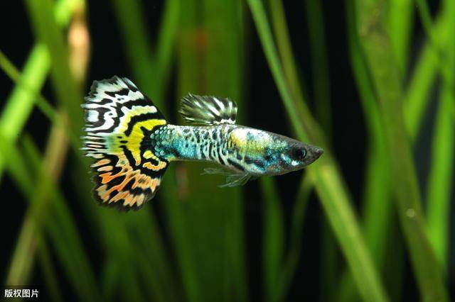 孔雀鱼多久喂一次(怎么判断孔雀鱼生完了)