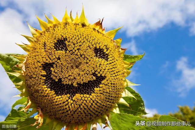 viog什么意思（vlog用什么剪辑软件）