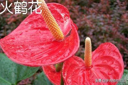 火鹤花怎么养（家庭养殖注意事项）