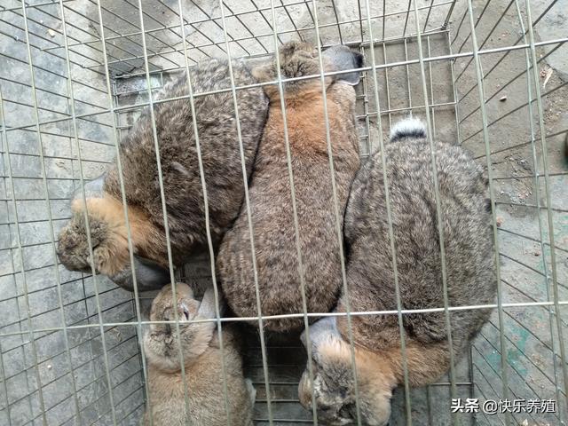 养兔赚钱吗（50只母兔一年的利润）