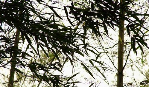 《严郑公宅同咏竹》唐 杜甫