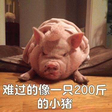 小香猪多少钱一只（小香猪真的长不大吗）