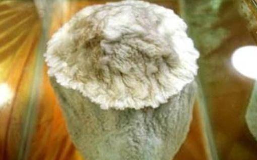 太岁是什么东西（吃活太岁的人现在怎么样了）