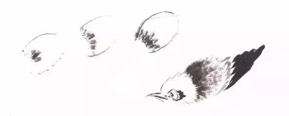 分步骤详解，写意翎毛基本画法，从结构到姿态，跟着学有大收获