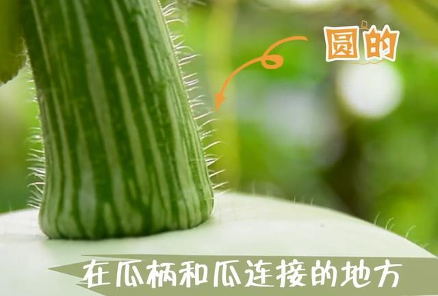 东南西瓜都有，为什么没有北瓜？看完之后，网友：原来我吃过