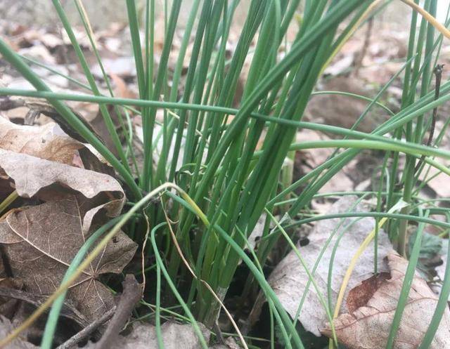 野菜有哪些常见品种(农村100种野菜图片)