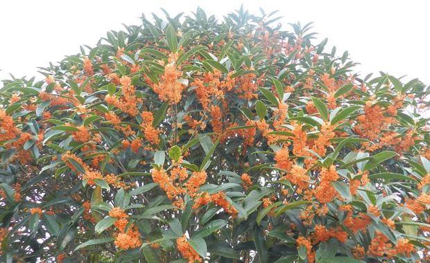 丹桂飘香是什么季节（丹桂和金桂哪个好）